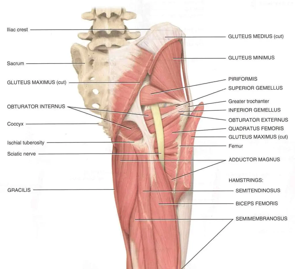 a cross section of the leg